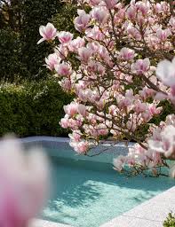 Attēlu rezultāti vaicājumam “Magnolia x soulangeana”