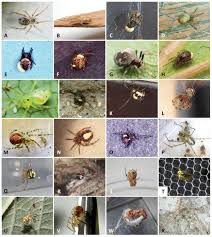 Attēlu rezultāti vaicājumam “Phylloneta cocoon”