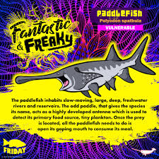 Image result for Polyodon spathula