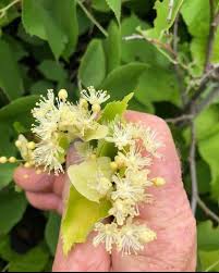 Attēlu rezultāti vaicājumam “Tilia tomentosa flower”