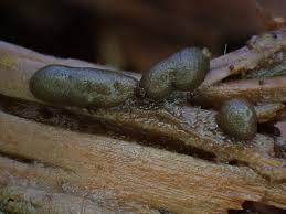 Attēlu rezultāti vaicājumam “Licea pusilla”