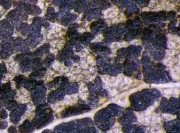 Attēlu rezultāti vaicājumam “Melampsora magnusiana”