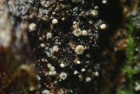 Attēlu rezultāti vaicājumam “Lachnum corticale”