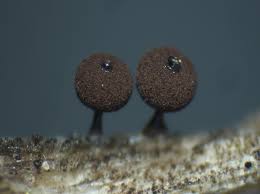 Attēlu rezultāti vaicājumam “Enerthenema papillatum”