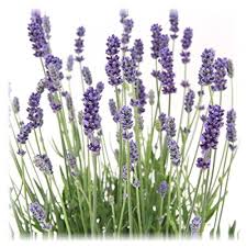 Image result for Lavendel