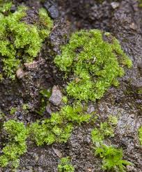 Attēlu rezultāti vaicājumam “Fossombronia wondraczekii”
