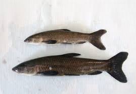 Image result for Mylopharyngodon piceus