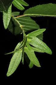 Attēlu rezultāti vaicājumam “Carpinus betulus fruit”