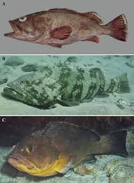 Image result for Epinephelus marginatus