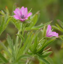 Attēlu rezultāti vaicājumam “Geranium dissectum leaf”
