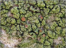 Attēlu rezultāti vaicājumam “Bacidia rubella”