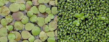 Attēlu rezultāti vaicājumam “Lemnaceae”