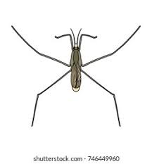 Attēlu rezultāti vaicājumam “Gerridae”