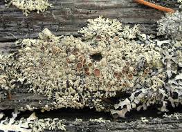 Attēlu rezultāti vaicājumam “Parmeliopsis ambigua”