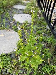 Image result for Lobelien