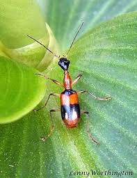 Attēlu rezultāti vaicājumam “Ophiotheca sp.”