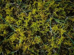 Attēlu rezultāti vaicājumam “Abietinella abietina”