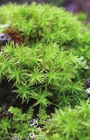 Attēlu rezultāti vaicājumam “Orthotrichum affine var. affine sporophyte”