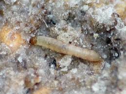 Attēlu rezultāti vaicājumam “Mellicta athalia larva”