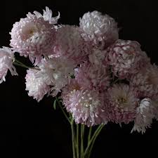 Image result for Chrysanthemum sebatense