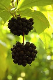 Attēlu rezultāti vaicājumam “Eleutherococcus sessiliflorus”