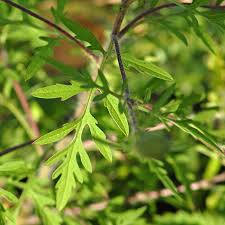 Attēlu rezultāti vaicājumam “Ambrosia artemisiifolia leaf”
