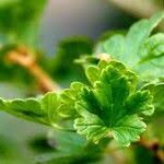 Attēlu rezultāti vaicājumam “Ribes uva-crispa leaf”