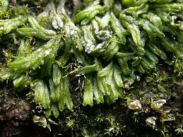 Attēlu rezultāti vaicājumam “Riccia”