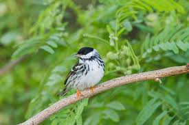 Image result for Dendroica striata