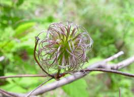 Attēlu rezultāti vaicājumam “Clematis fruit”