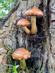 Attēlu rezultāti vaicājumam “Stropharia albocrenulata”