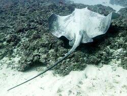 Image result for Bathytoshia centroura