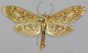 Attēlu rezultāti vaicājumam “Anania lancealis”