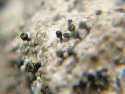 Attēlu rezultāti vaicājumam “Calicium adspersum”