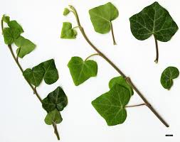 Attēlu rezultāti vaicājumam “Hedera helix”