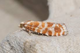 Attēlu rezultāti vaicājumam “Rhyacionia pinicolana”