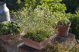 Attēlu rezultāti vaicājumam “Androsace septentrionalis”