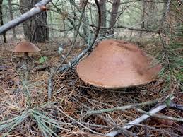 Attēlu rezultāti vaicājumam “Leccinum vulpinum”