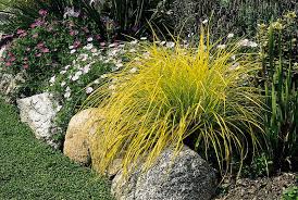 Attēlu rezultāti vaicājumam “Carex elata”