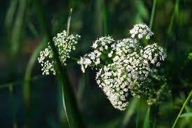 Attēlu rezultāti vaicājumam “Umbelliferae”