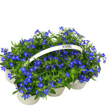 Image result for Männertreu