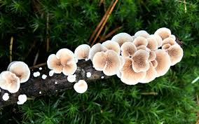Attēlu rezultāti vaicājumam “fungi”