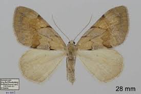 Attēlu rezultāti vaicājumam “Pennithera firmata”