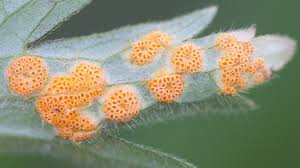 Attēlu rezultāti vaicājumam “Pucciniales”