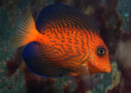 Image result for Ctenochaetus hawaiiensis