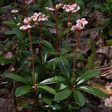 Attēlu rezultāti vaicājumam “Chimaphila umbellata”