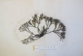 Attēlu rezultāti vaicājumam “Furcellaria lumbricalis”