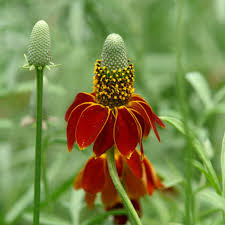 Image result for Ratibida columnifera