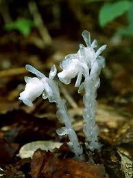 Image result for ギンリョウソウ