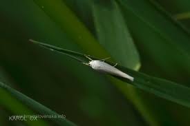 Attēlu rezultāti vaicājumam “Elachista argentella”